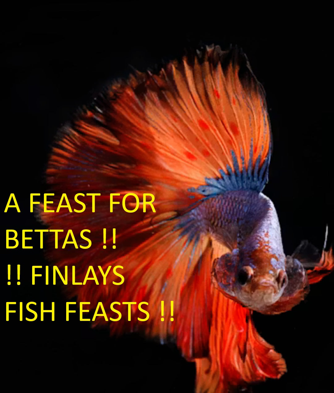 Finlays Fish Feasts - 1mm Blackworm  Floating Pellets For Betta Splendens (Siamese Fighting Fish)