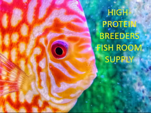Finlays Fish Feasts - Professional Fish Room Supply:100g Blackworm Breeder Variety Pack High Protein