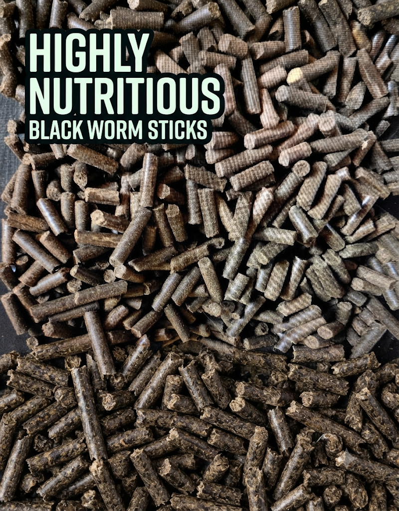 Finlays Fish Feasts -  Blackworm Large Sticks Rare UK Fish Food
